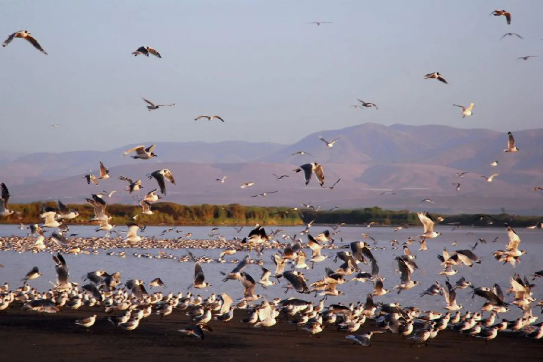 Migración de aves en Perú: un espectáculo natural - Qué aves migran en el Perú migracion de aves en peru - Qué aves migran en el Perú