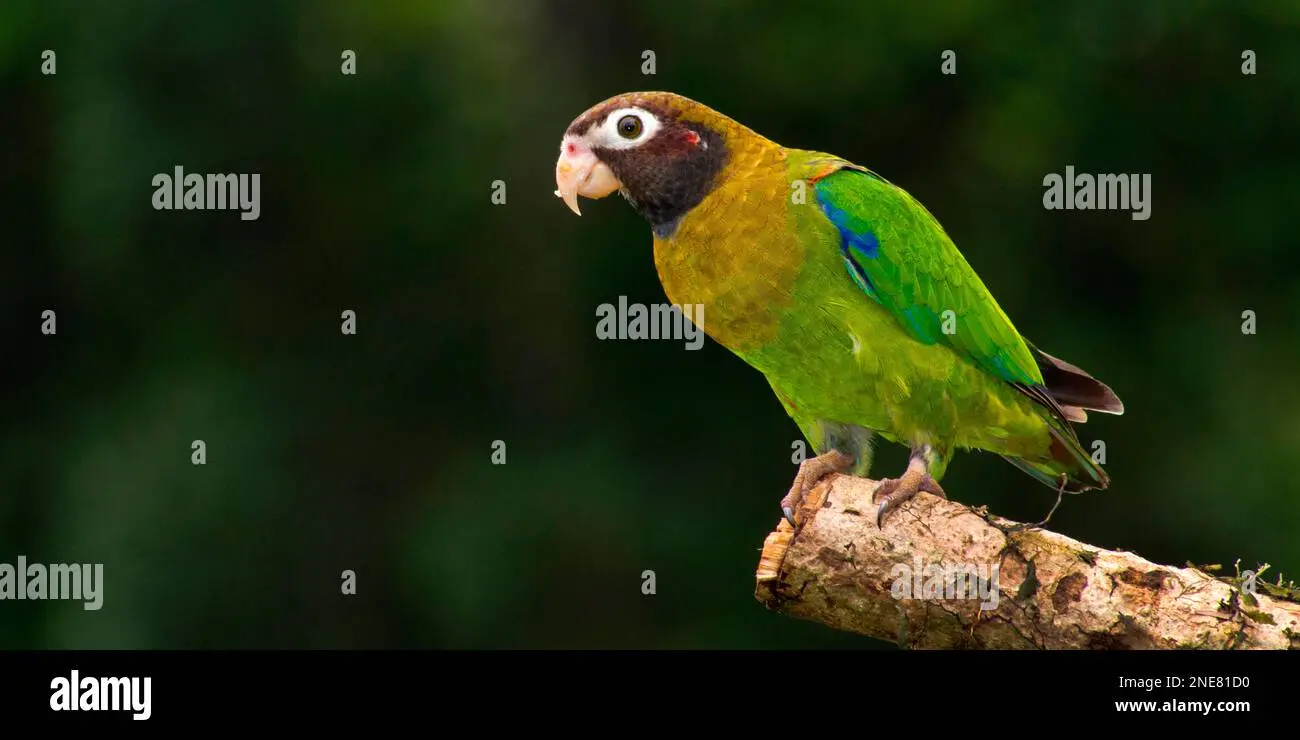 pionopsitta - Qué aves pertenecen al orden de las Psittaciformes