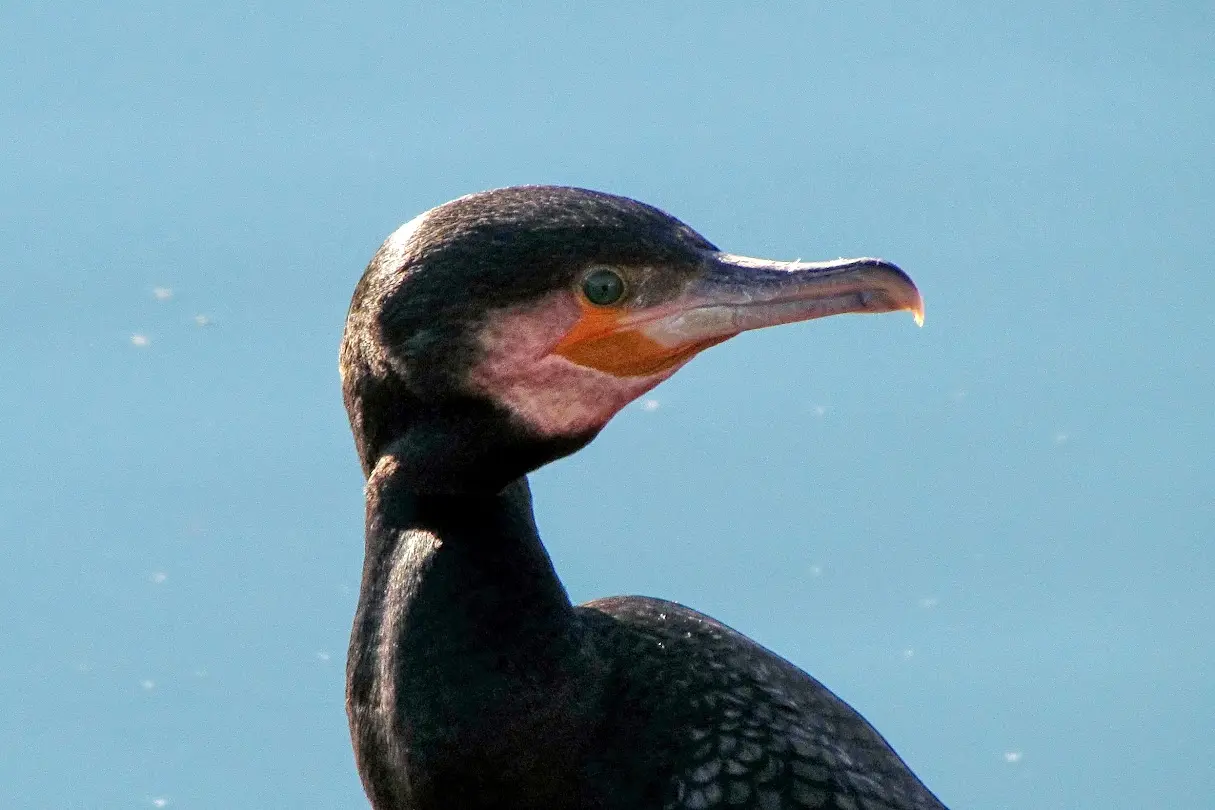 ave tipica de galicia - Qué aves rapaces hay en Galicia