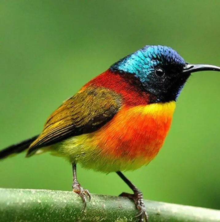 aves nectarívoras - Qué aves se alimentan del néctar de las flores