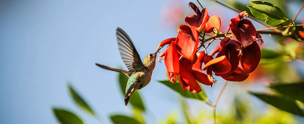 avistar pajaros en palermo - Qué aves se ven en los bosques de Palermo