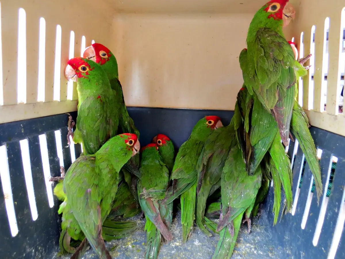 comercio ilegal de aves - Qué aves son ilegales en Argentina