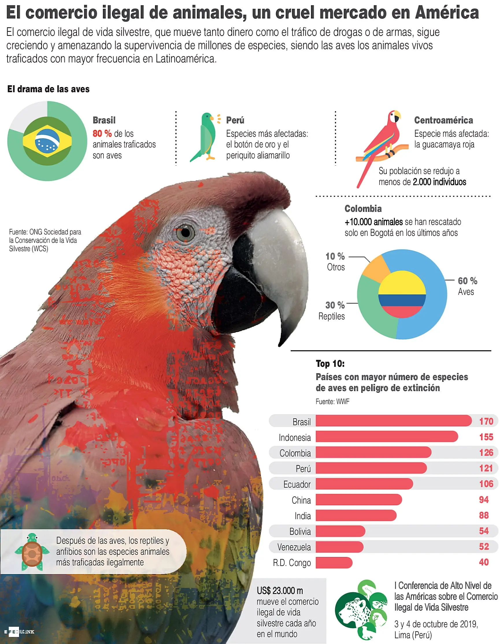 comercio ilegal de aves - Qué aves son ilegales