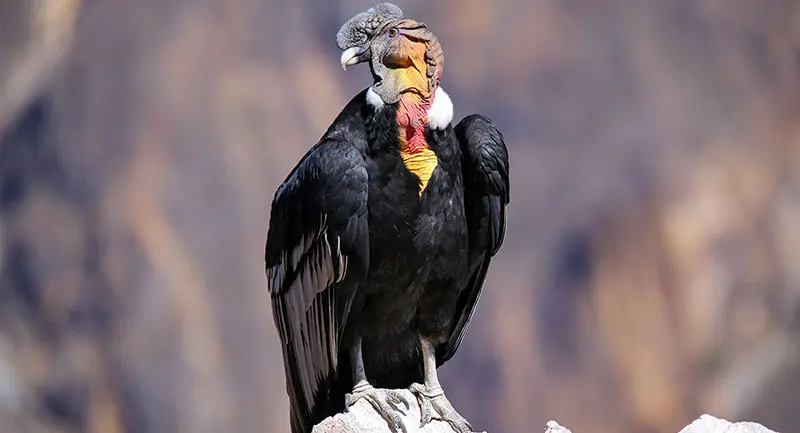 ave tipica de colombia - Qué aves típica en Colombia