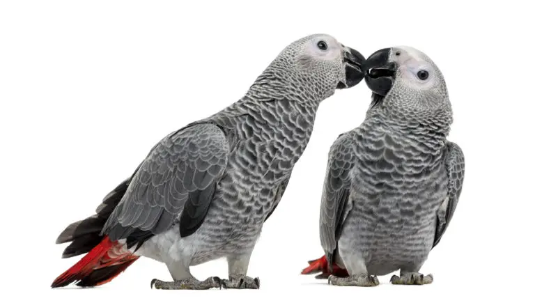 aves que pueden convivir juntas - Qué aves viven en grupo