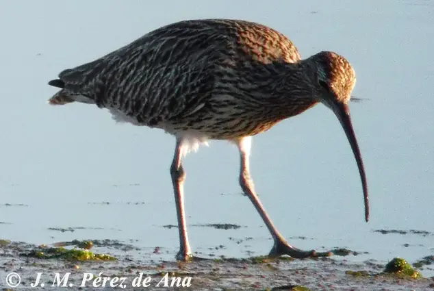 aves de marismas - Qué aves viven en las marismas del Guadalquivir