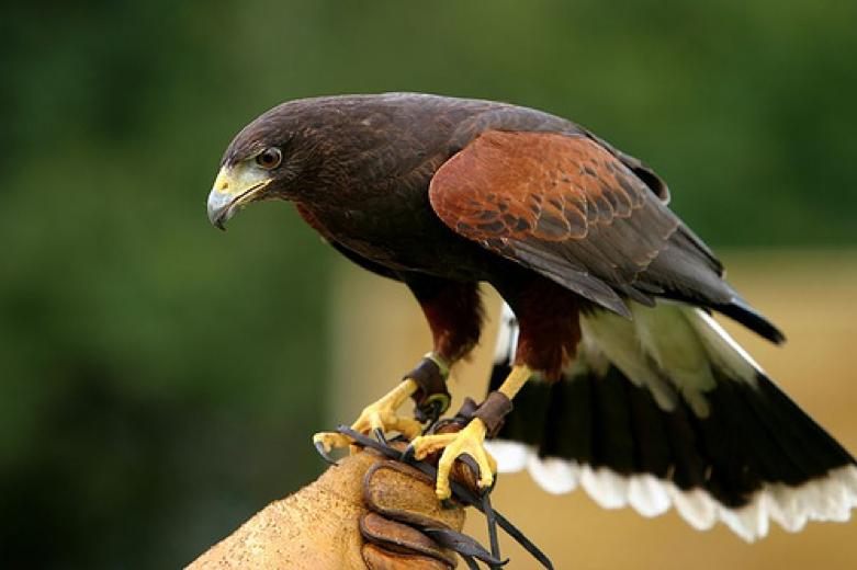 aves de peru - Qué aves viven en Lima