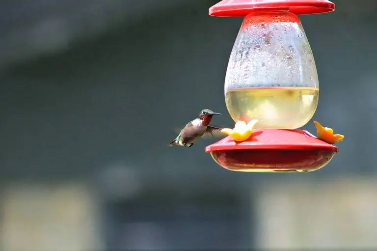 agua con azucar aves - Qué azúcar usar para colibríes