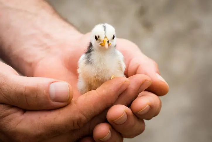 Enfermedades que causan las aves - Qué bacterias se encuentran en las aves enfermedades que causan las aves - Qué bacterias se encuentran en las aves