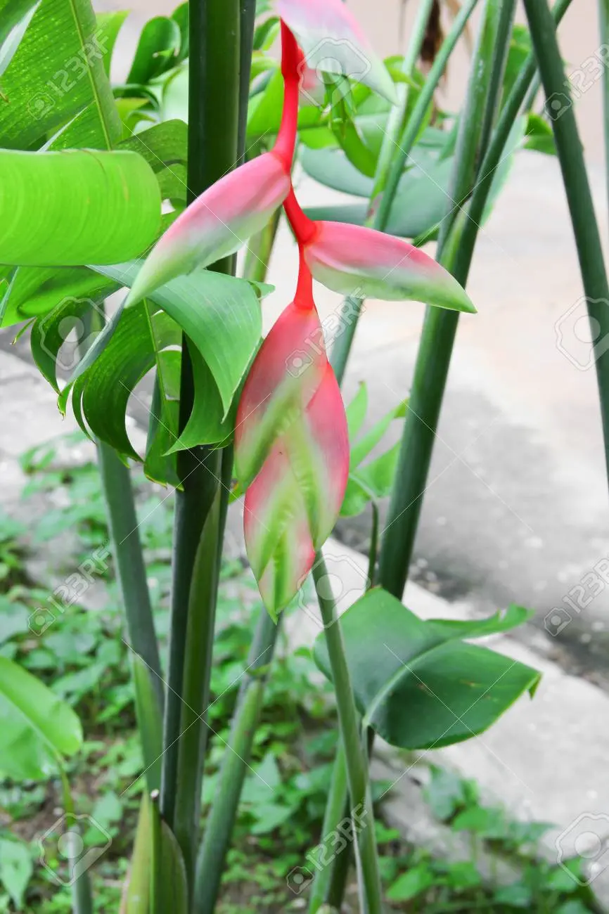 flor ave del paraiso roja - Qué beneficios tiene la flor del paraíso