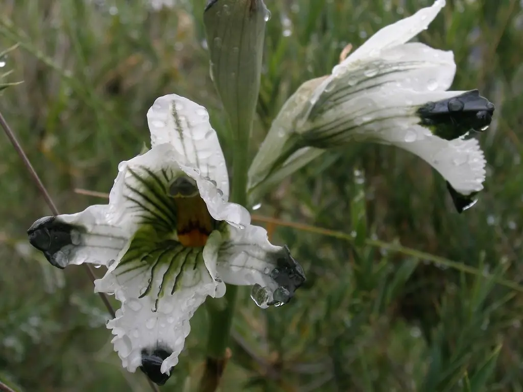 Orquídea Lengua de Loro: La joya de la naturaleza - Qué beneficios tiene la orquídea orquidea lengua.de loro - Qué beneficios tiene la orquídea