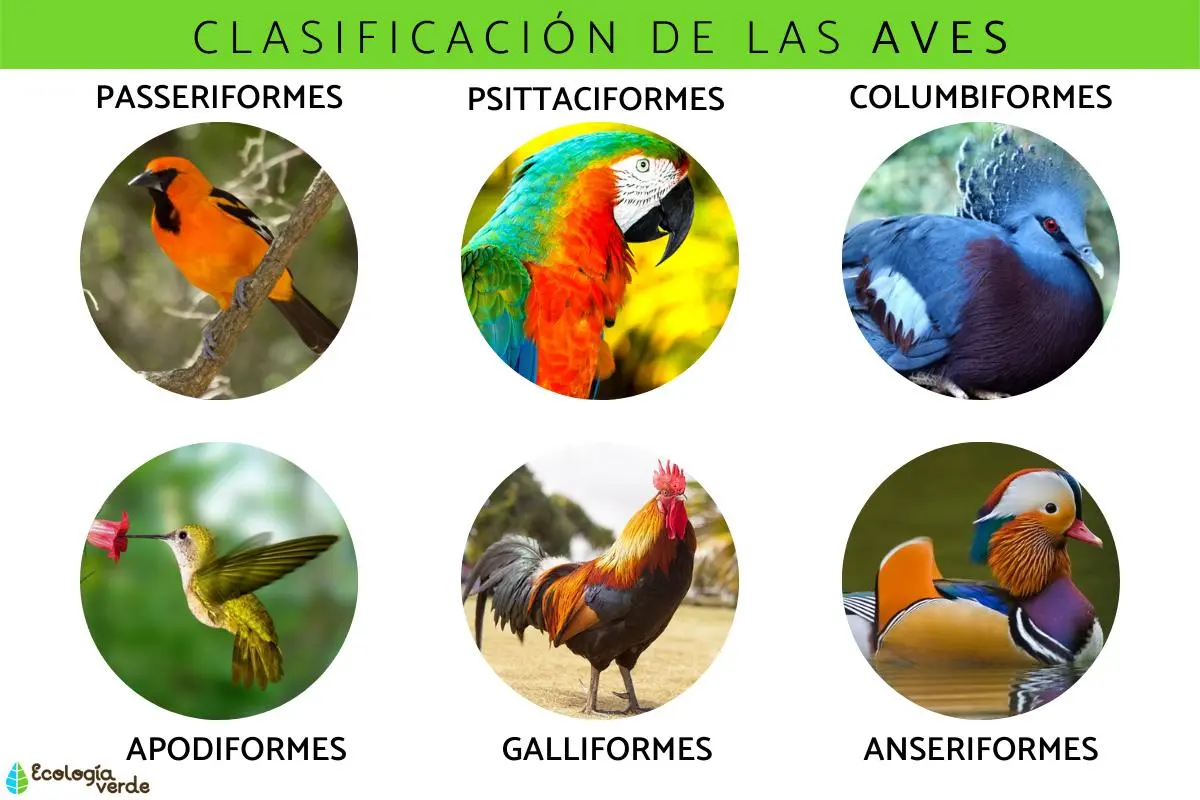 porque las aves son vertebrados - Qué característica comparten las aves con otros vertebrados