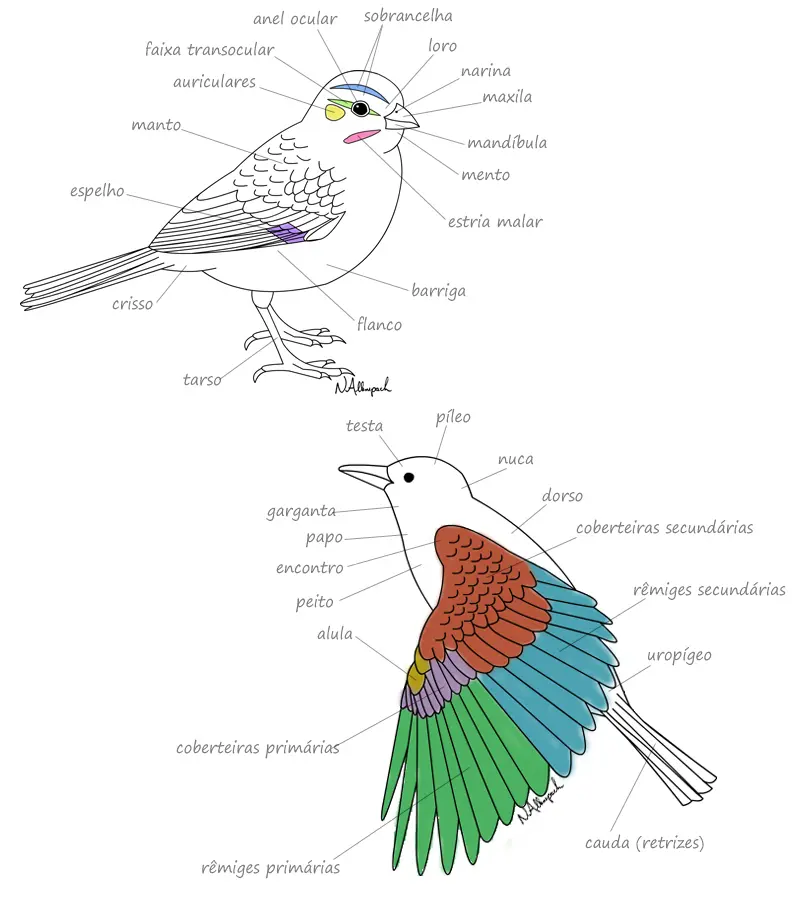morfologia externa de un ave - Qué características externas son exclusivas de las aves