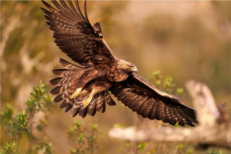 aguila real ave - Qué características físicas tiene el águila real