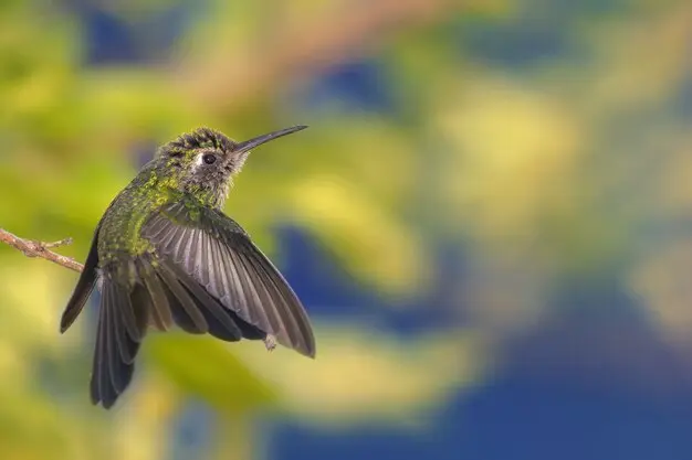 el colibri es un pajaro tejedor - Qué características tiene el colibrí maravilloso