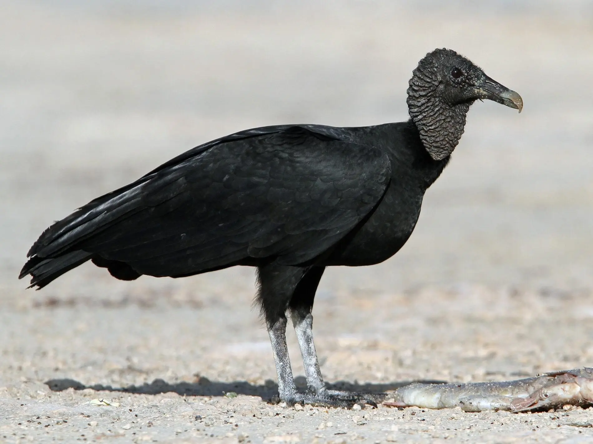 ave gallinazo - Qué características tiene el gallinazo