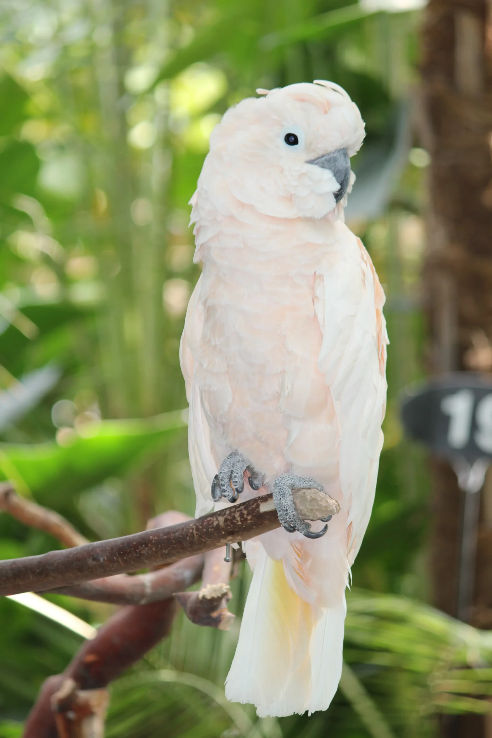 loro blanco en santiago del estero - Qué características tiene el palo blanco