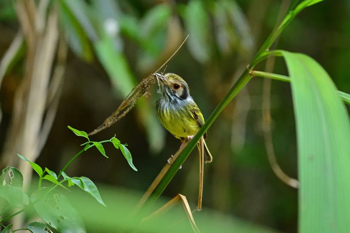 ave que habita en la selva misionera nombre cientifuco - Qué características tiene la Selva Paranaense