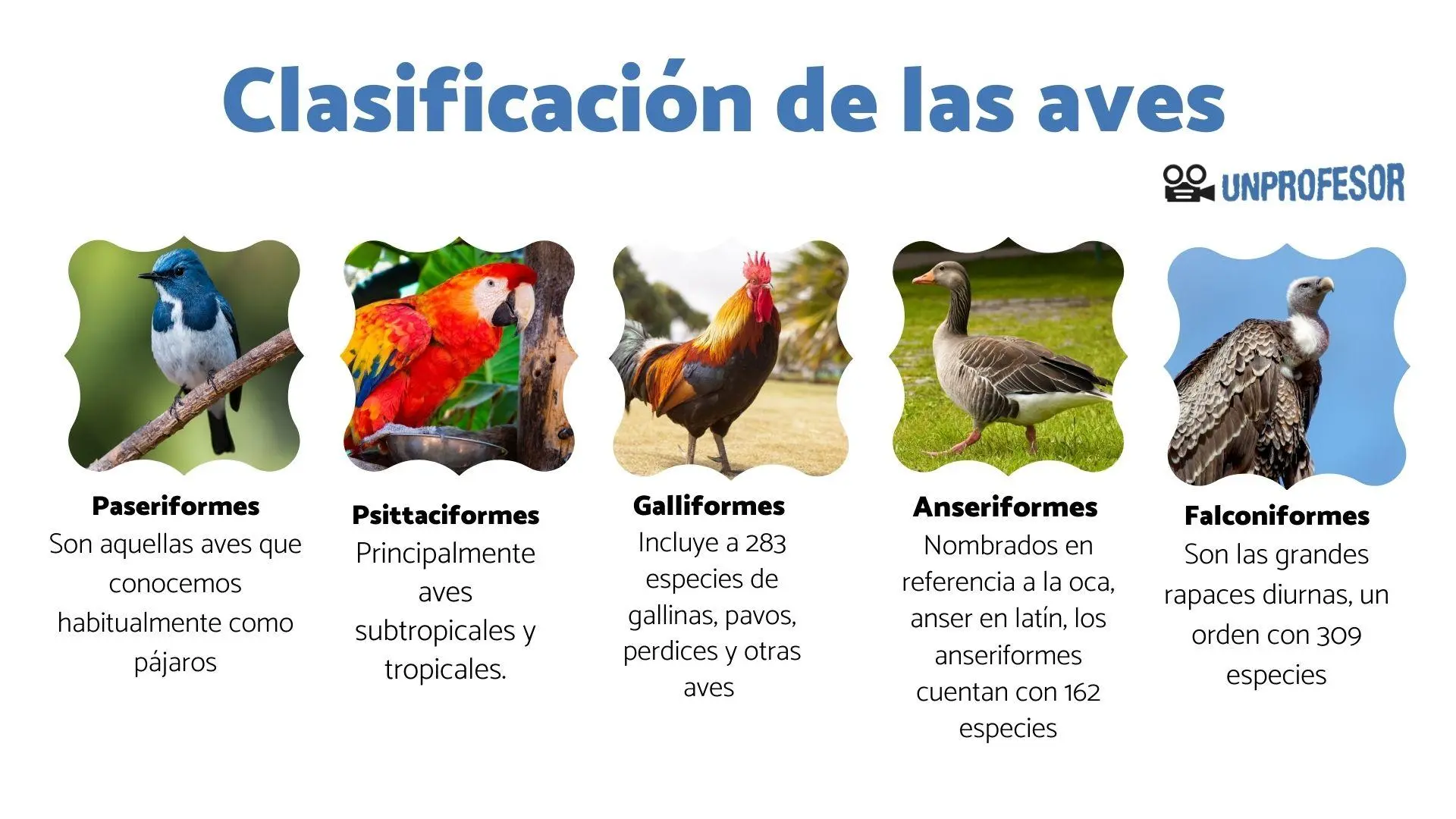 característica de aves - Qué características tienen las aves para niños