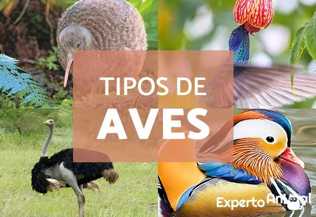 característica de aves - Qué características tienen las aves para volar