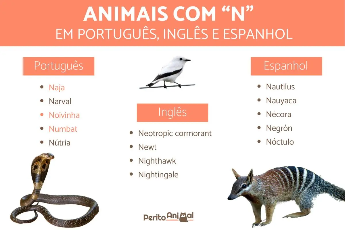 animal o ave con n - Qué ciudad empieza con la letra N