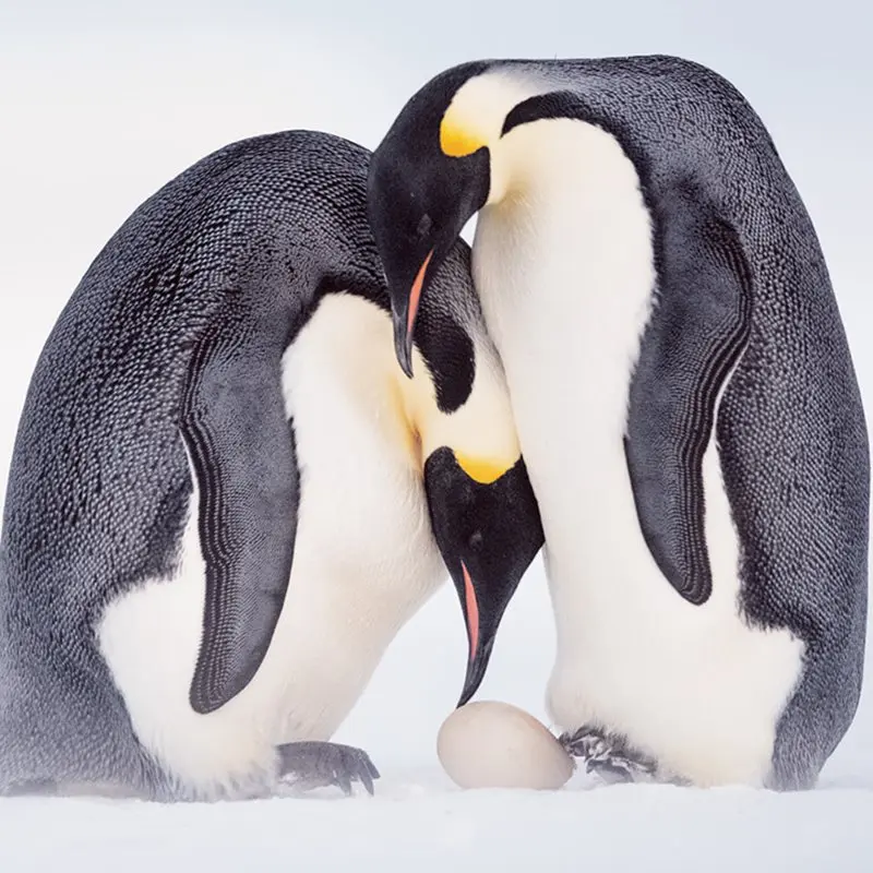 el pinguino es mamifero o ave - Qué clase de vertebrados son los pingüinos