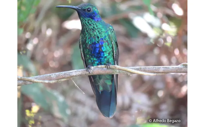 aves anilladas violeta - Qué color de anillas para canarios 2023