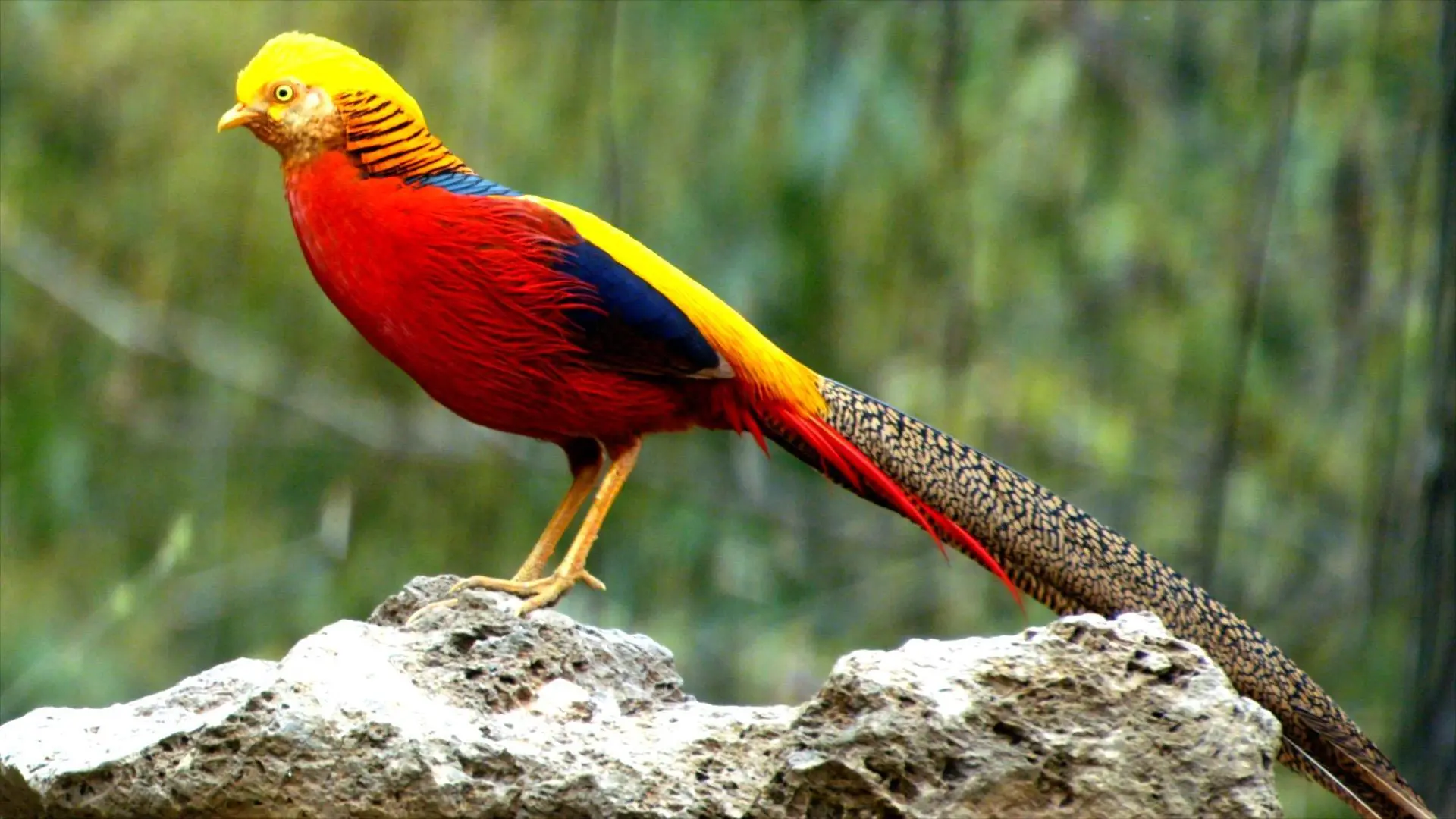 Ave con Pelaje Dorado: Una Belleza en Plumas - Qué color es el faisán ave con pelaje dorado - Qué color es el faisán