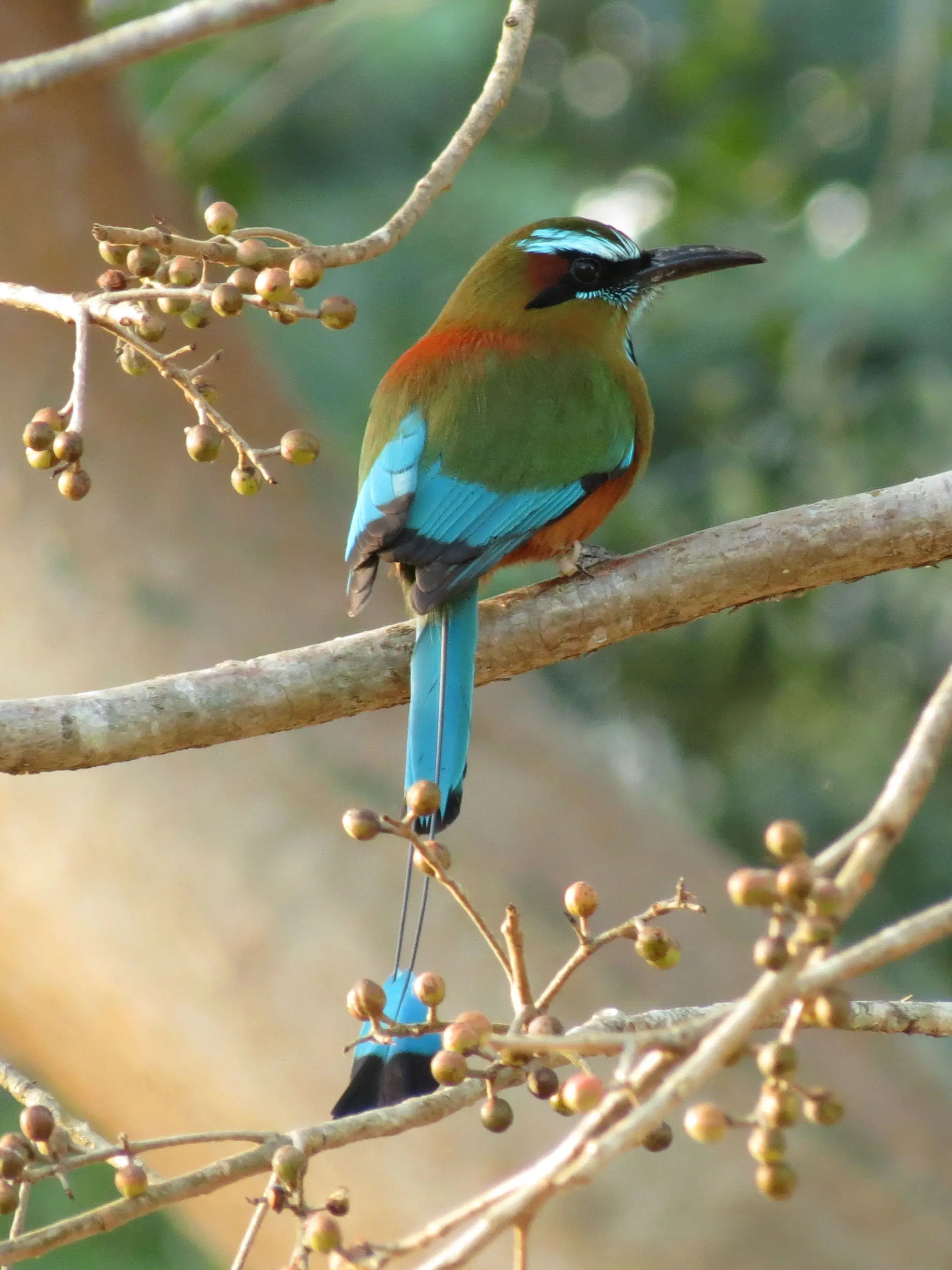 ave nacional de nicaragua - Qué color es el pájaro nacional de Nicaragua