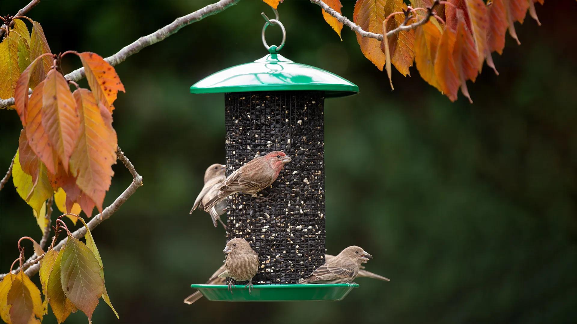 colores para cada pajaro - Qué color es más atractivo para los pájaros