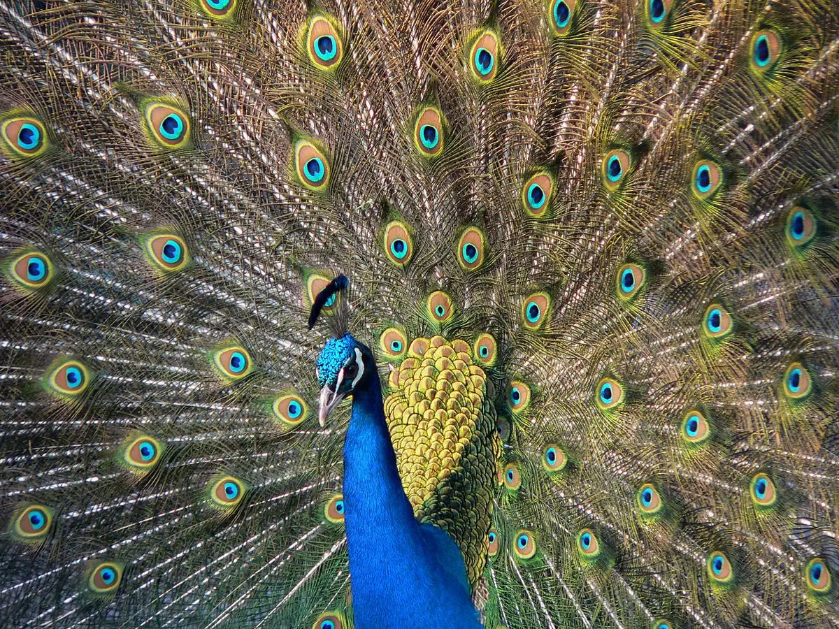 Ave que en su plumaje tenga muchos colores - Qué colores tiene el pájaro 7 colores ave que en su plumaje tenga muchos colores - Qué colores tiene el pájaro 7 colores