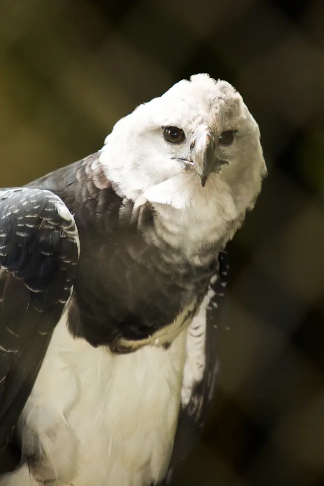 ave arpia de panama - Qué come el águila arpía de Panamá