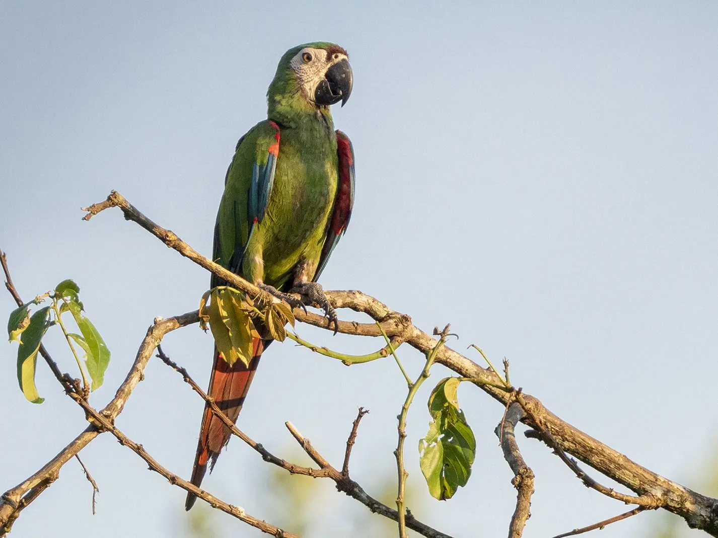 guacamayo ara severa - Qué come el Ara Severus
