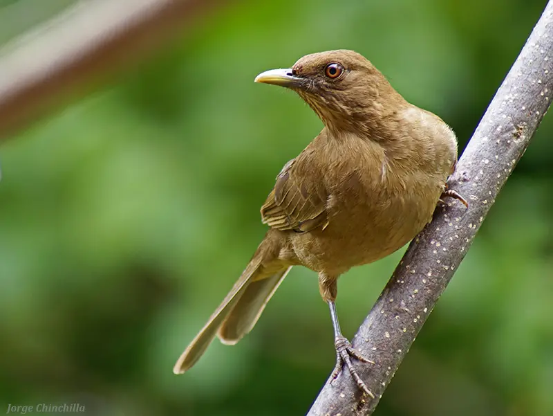 cuál es el ave nacional de costa rica - Qué come el ave nacional de Costa Rica