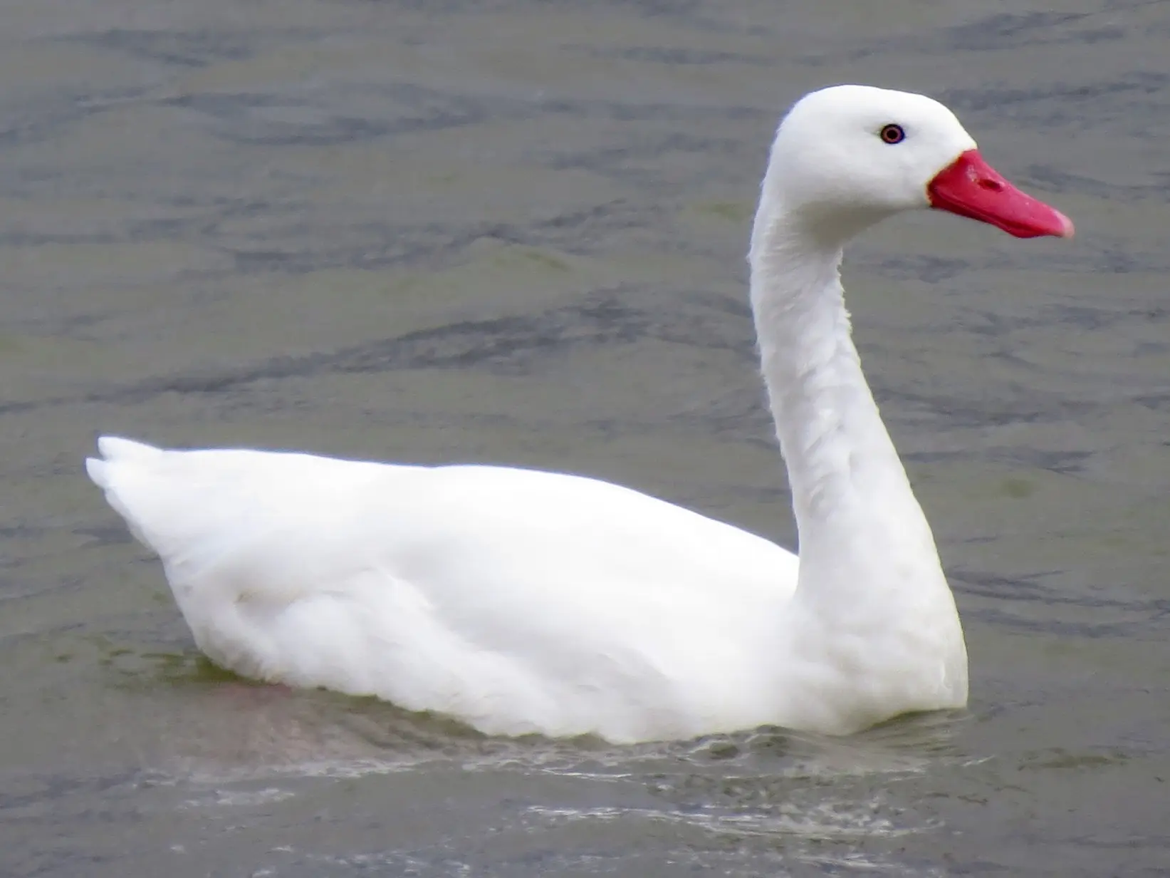 ave coscoroba - Qué come el cisne Coscoroba