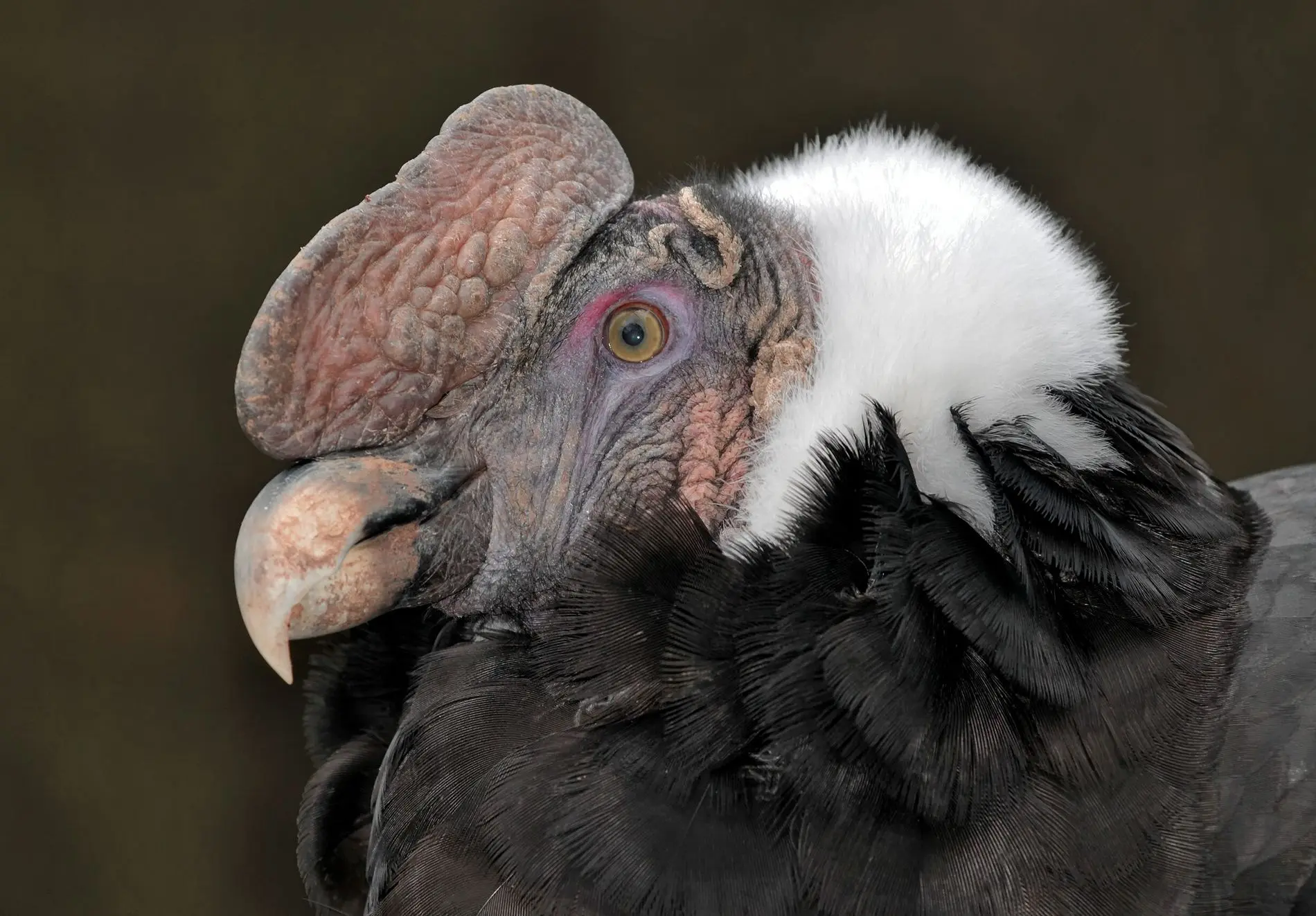 ave nacional argentina condor para niños - Qué come el cóndor argentino