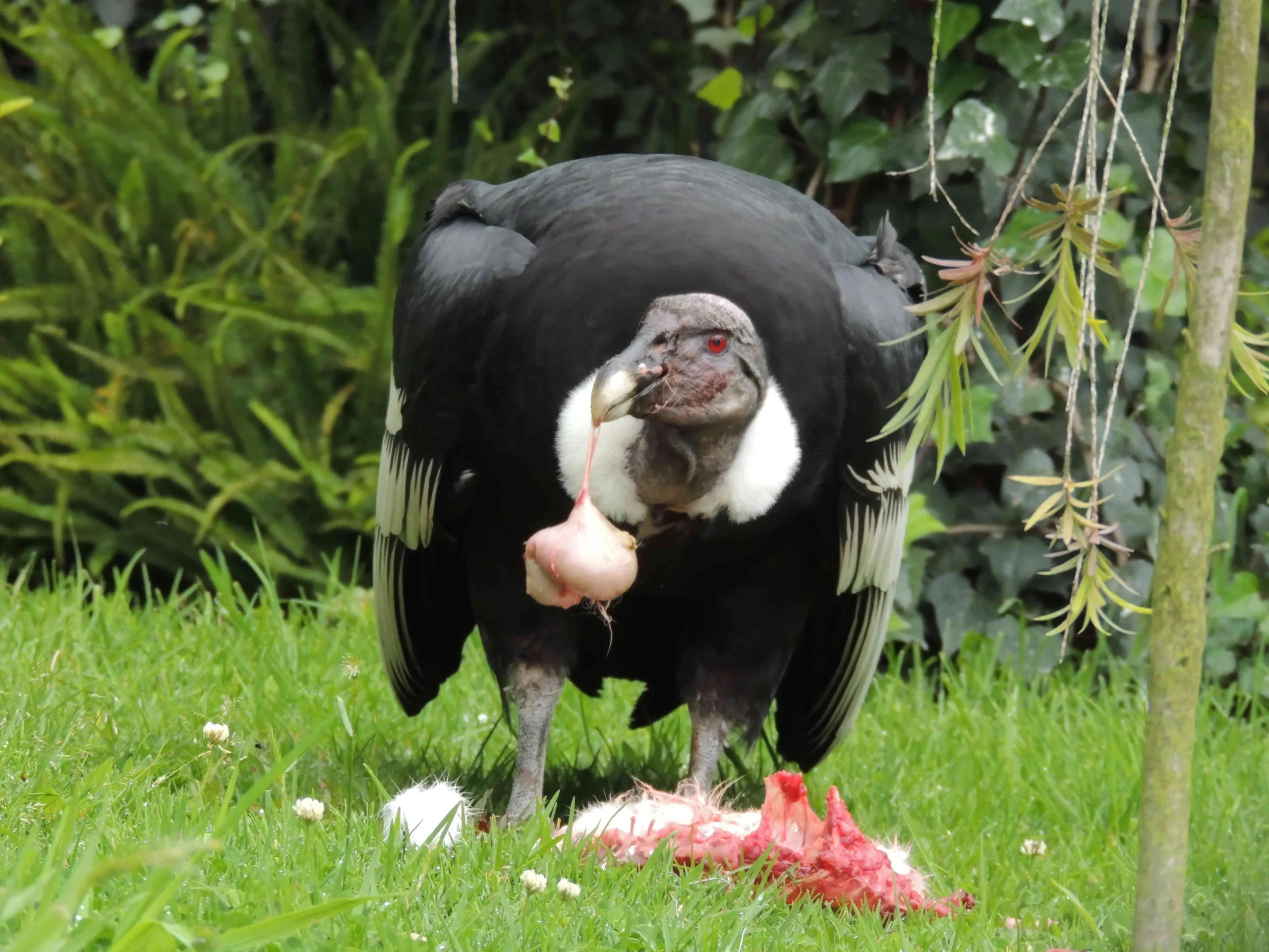 ave condor alimentacion - Qué come el cóndor marca los animales que comen y responde