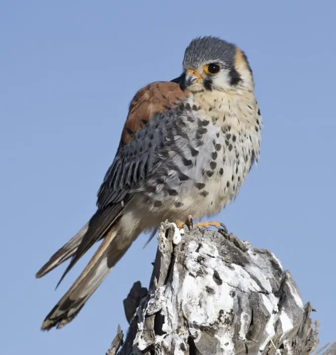 aves autoctonas de cordoba halcón colorado - Qué come el halconcito Colorado