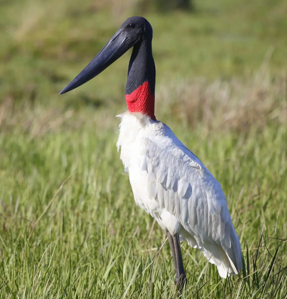 jabiru ave - Qué come el jabirú