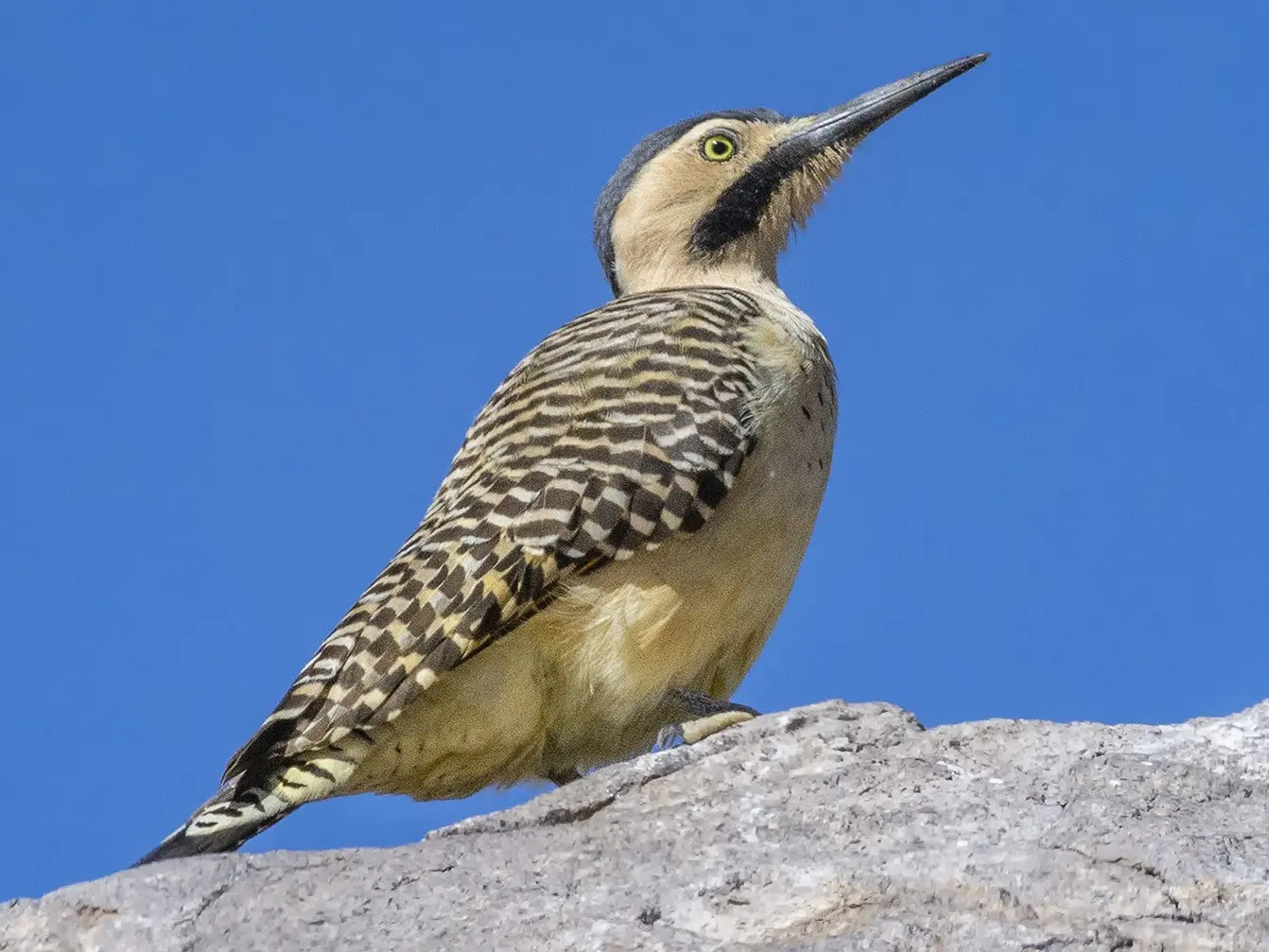 pájaro carpintero andino - Qué come el pájaro carpintero andino