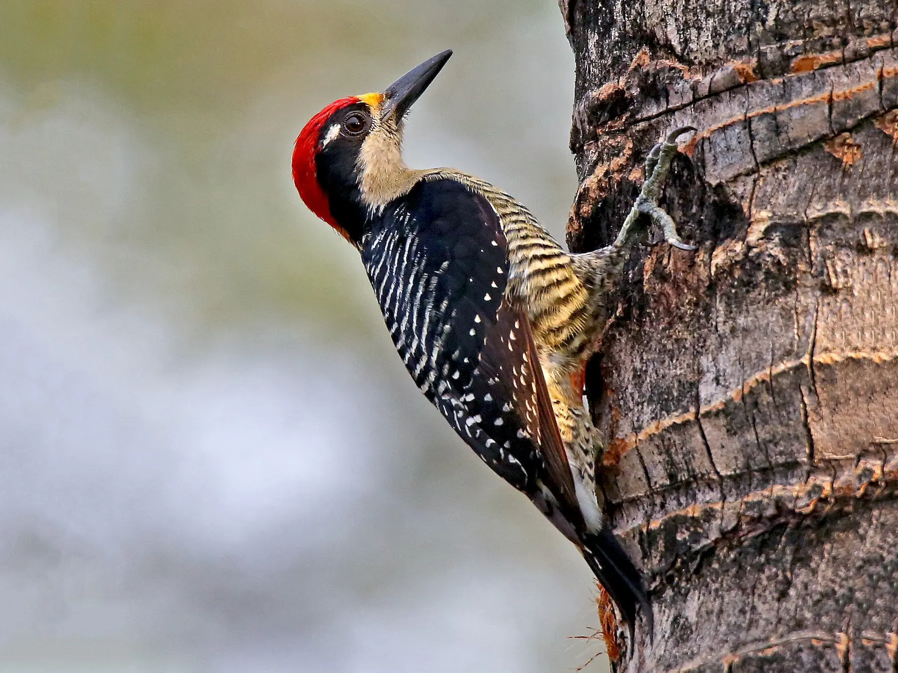 carpintero ave - Qué come el pájaro carpintero y dónde vive