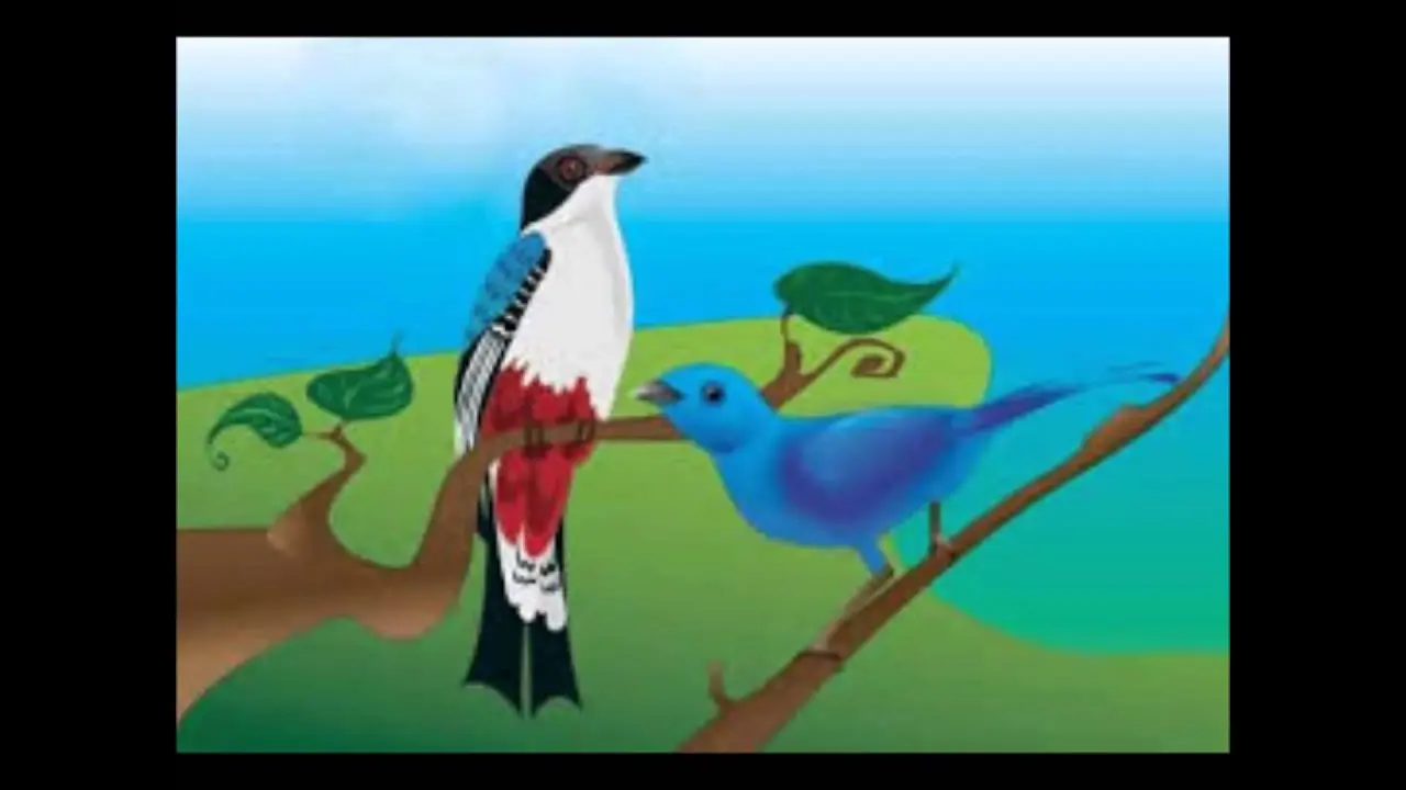 leyenda del pajaro cu - Qué come el pájaro Cu