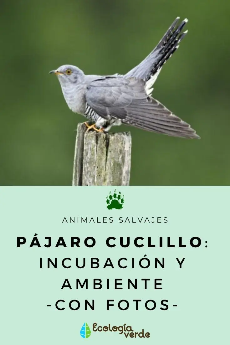 ¿Dónde vive el pájaro cuclillo? - Qué come el pájaro cuclillo donde vive el pajaro cuclillo - Qué come el pájaro cuclillo
