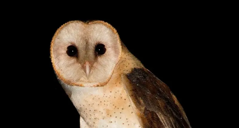 pajaro suinda leyenda - Qué come el Suinda