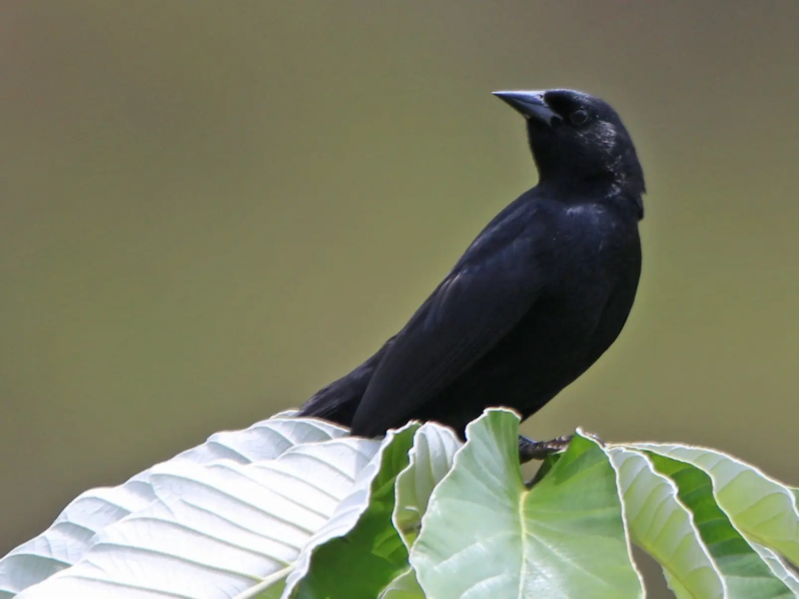 ave varillero negro - Qué come el varillero negro