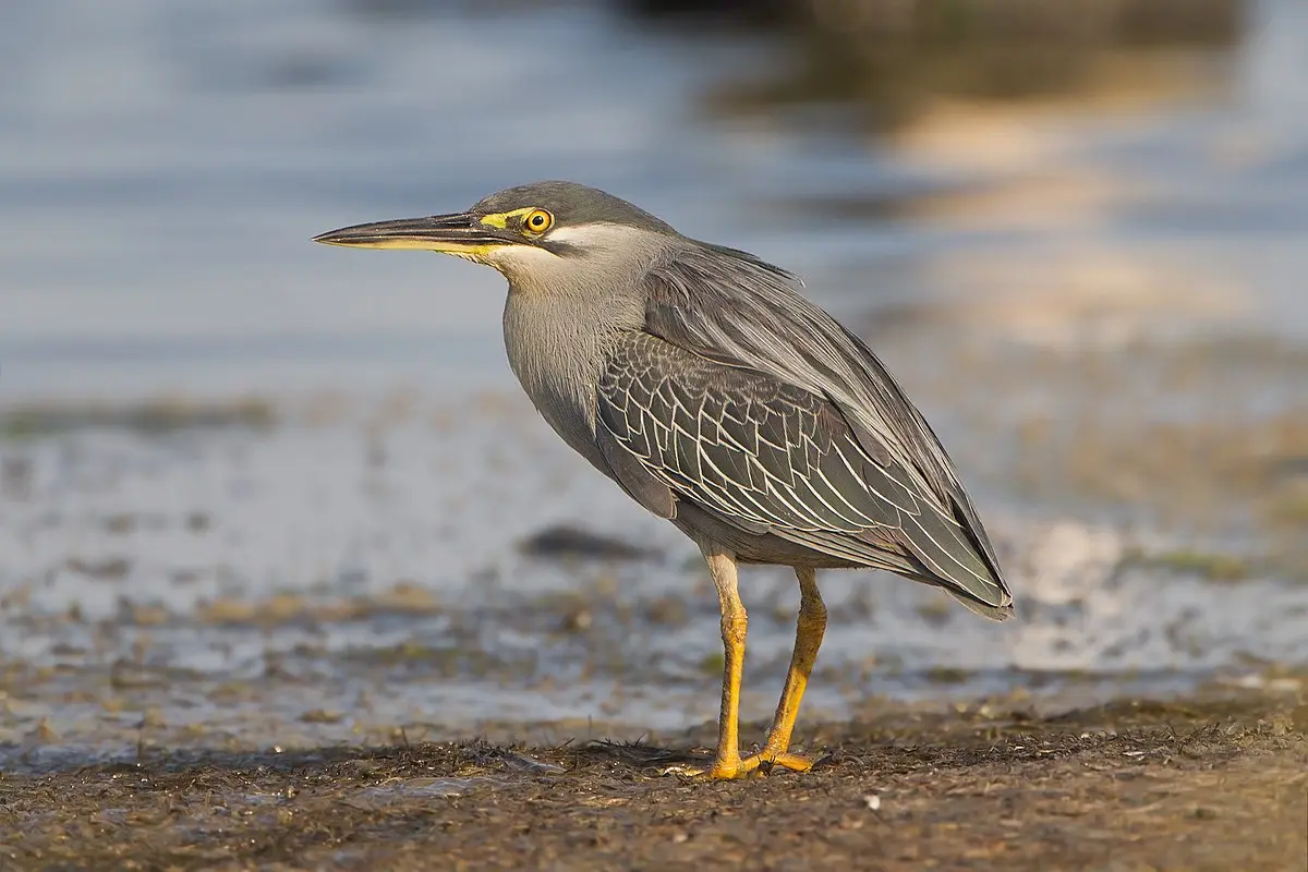 Ave Garcita: Conoce más sobre esta hermosa especie - Qué come la Garcita azulada ave garcita - Qué come la Garcita azulada