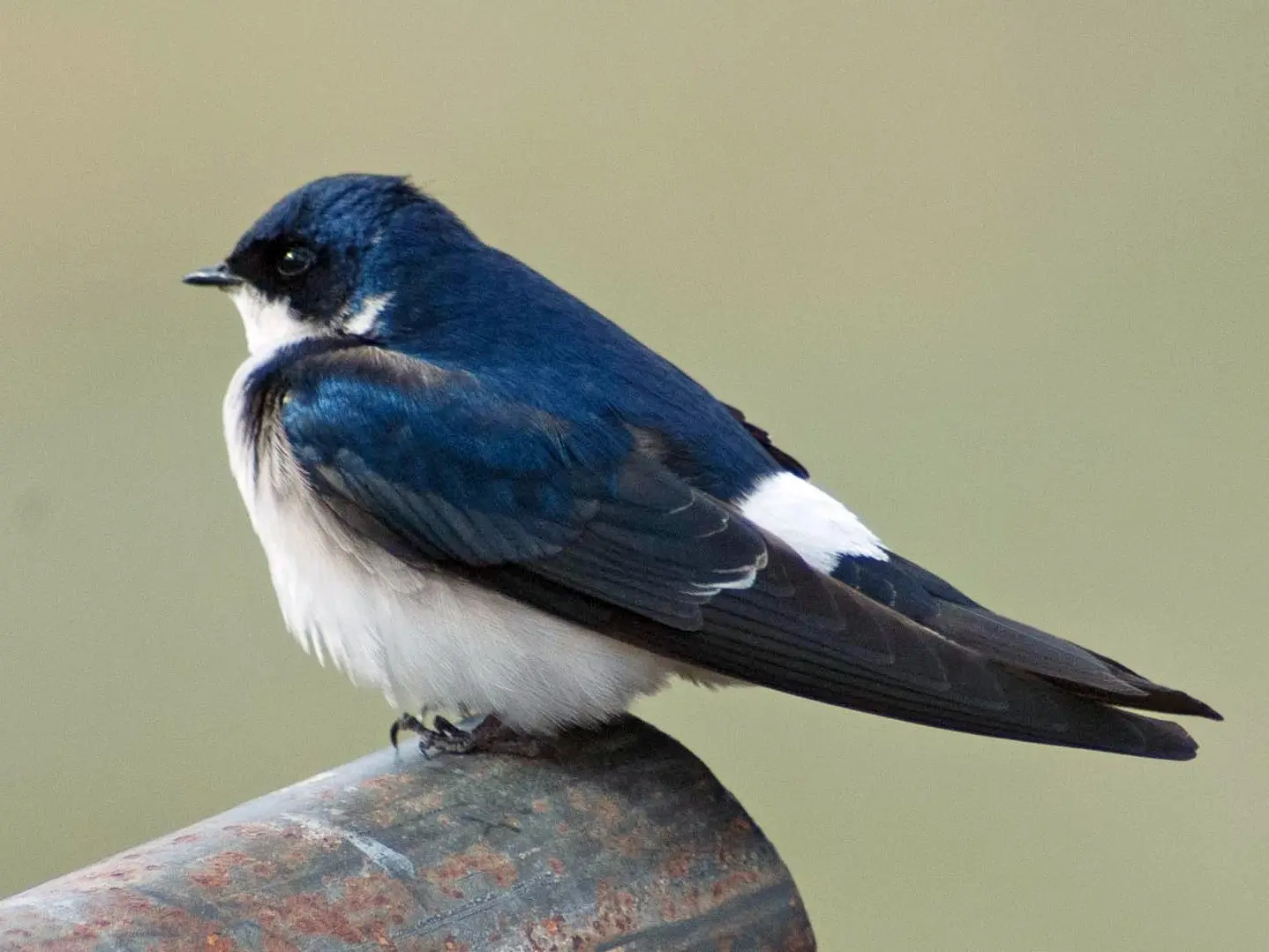 aves argentinas golndrina patagonica - Qué come la golondrina Patagonica