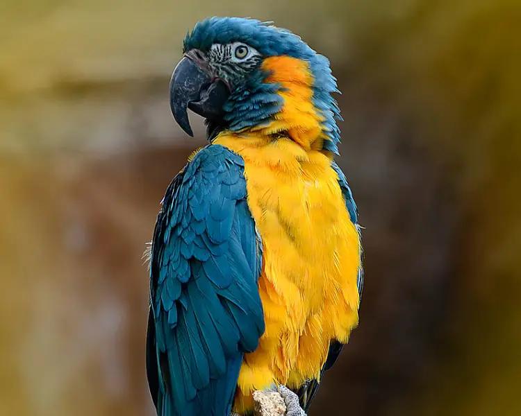 guacamayo barba azul caracteristicas - Qué come la paraba barba azul