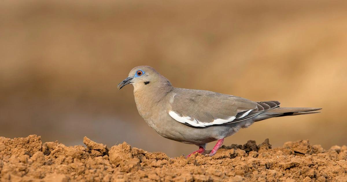 Alas Aves Blancas: La Viudita Picoplata - Qué comen las alas blancas alas aves blancas - Qué comen las alas blancas