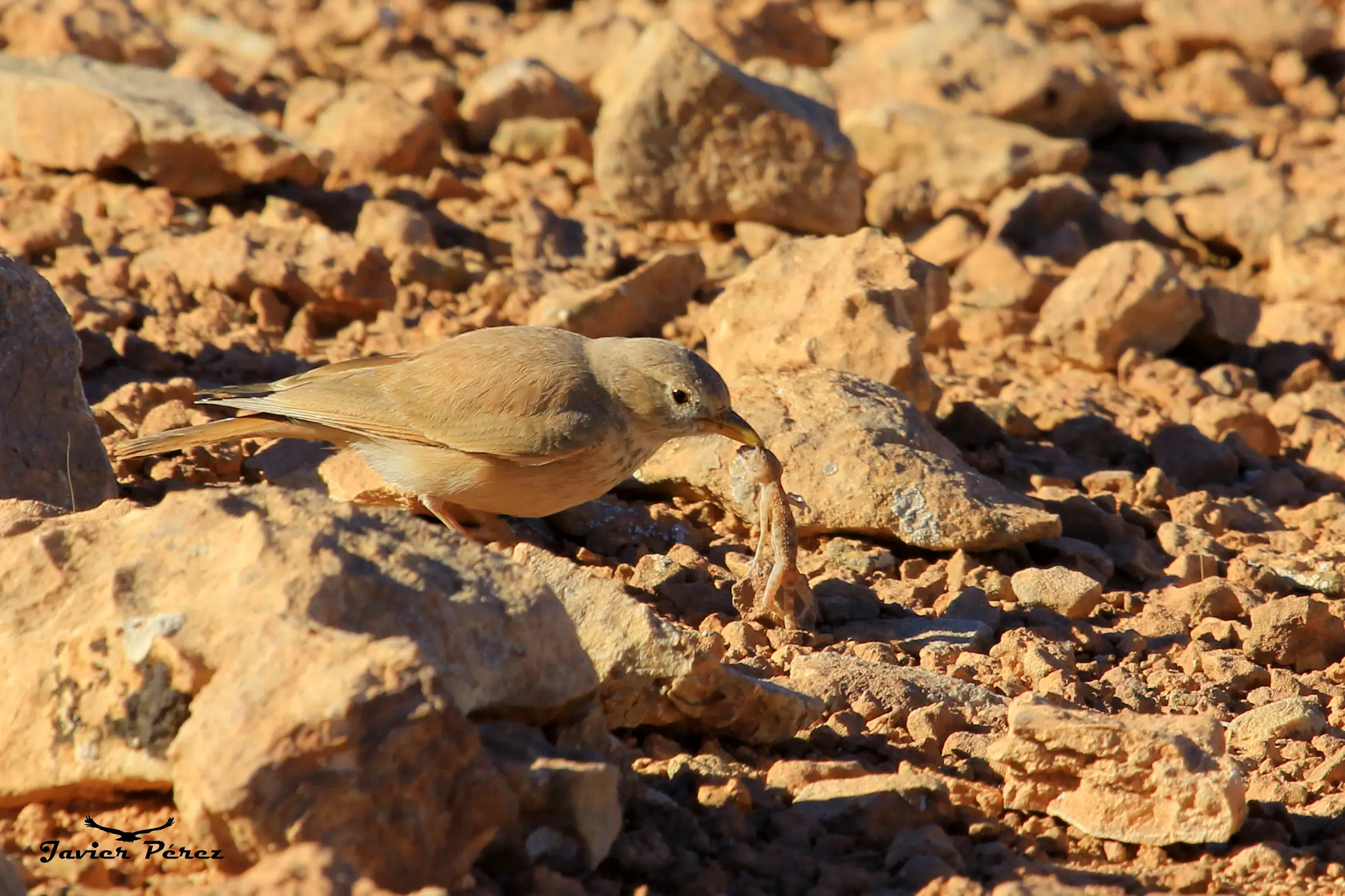 aves en el desierto - Qué comen las aves en el desierto